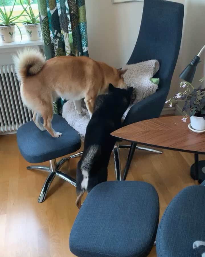 ?Fricko the Shiba Inu?のインスタグラム：「Crazy about Fox🤣🤣🐾 🐾 🐾 #FrickoandKeaton #🐶 #☀️ #shiba #shibainu #dog #柴犬 #赤柴 #黒柴  #adorable #shibalovers #shibaholics  #dogoftheday  #weeklyfluff #aww #dogstagram  #dogscorner #puppiesofinstagram #shibapuppy」