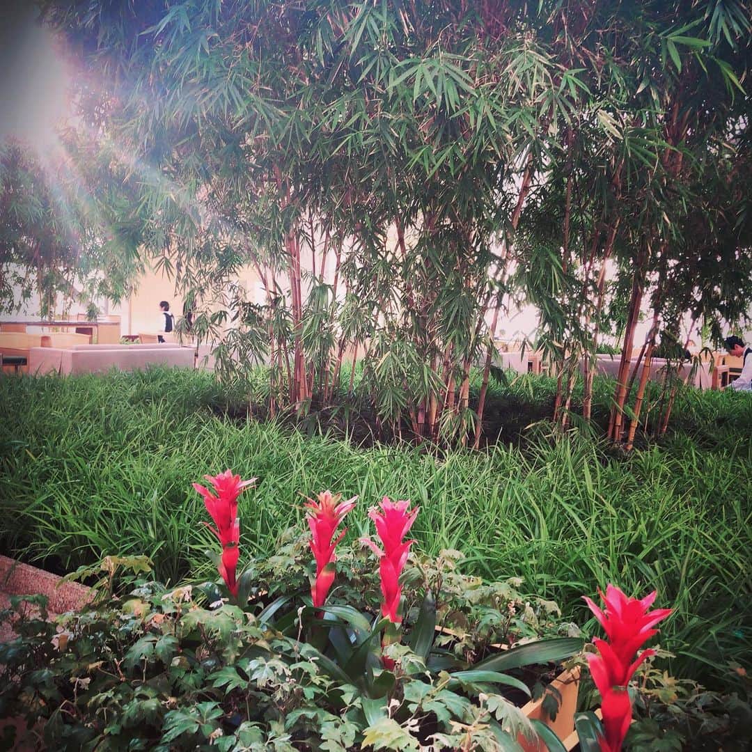奥井雅美さんのインスタグラム写真 - (奥井雅美Instagram)「今日はお友達のシスター（そう呼んでます）を誘ってアフタヌーンティーに。 週末のランティス祭りが激しく、エネルギーで言うと動で男性的な時間だったので、メリハリをつけたくなったのか？ピンクの服で静のゆっくり時間が流れる場所に行きたくなりました。 かなり前に予約してたので、まるで"預言者"みたいやな🧐と自分で思った 笑 ・ おかげさまで整いました☺︎ ・ シスター始めたくさんの身になる情報を持つお友達が私の周りにはいて、いつも刺激をもらってます✨ ・ さてっ 次なる動の場〜ステージに向けて予習しよう🔥 ・ ・ #パークハイアット東京 #ピークラウンジ #ノンアルコール🥂」6月25日 20時52分 - masamiokui