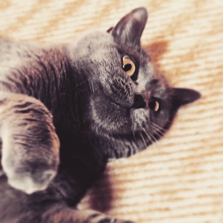 チキン南蛮カレーのルウ王子のグルメインスタ