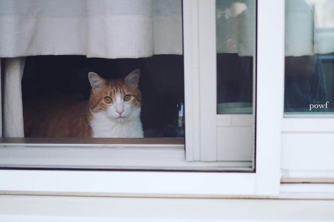 anemone_69さんのインスタグラム写真 - (anemone_69Instagram)「. #窓辺のハカセとキョウジュ (外側から) . #ハカセとキョウジュ #茶トラ白 #茶白 #cat #猫 #保護猫 . . .」6月25日 20時59分 - powf