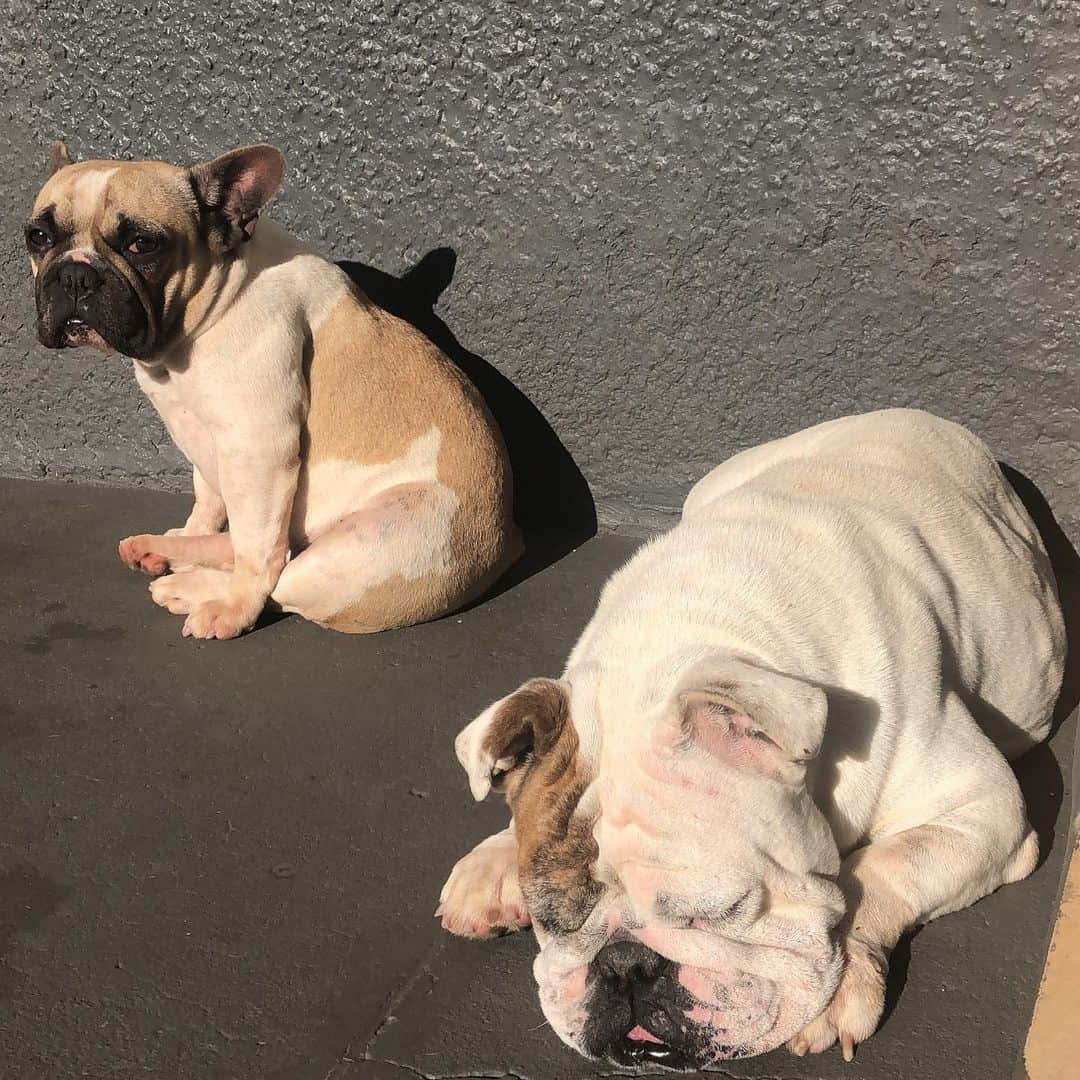 Regeneratti&Oliveira Kennelさんのインスタグラム写真 - (Regeneratti&Oliveira KennelInstagram)「Morning mood 😴🌞 . . . . . . . #frenchie #frenchie1 #frenchbulldog #bullies #englishbulldog #bulldog #bulldogfrances #bulldogingles #bulldogdays #bully #bull #mansbestfriend #cachorro #dog」6月25日 21時10分 - jmarcoz