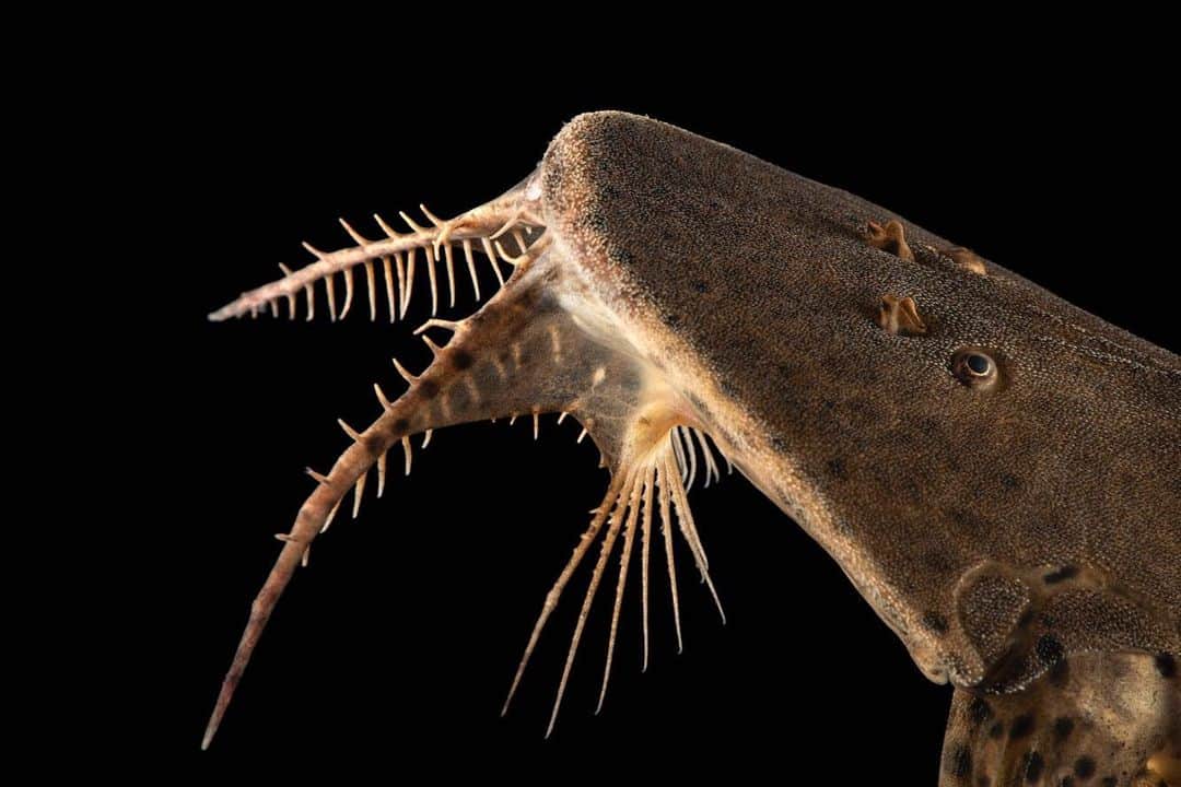 Joel Sartoreさんのインスタグラム写真 - (Joel SartoreInstagram)「This prehistoric looking creature is a spoon head catfish @officialdwazoo. Native to Bolivia, Brazil and Peru, this species calls the upper Amazon Basin home. Very few roads exist in this region making it largely inaccessible to humans - an attribute that has protected this and many other species from the negative impacts of development. Unfortunately, not all catfish are so lucky--are threatened by overfishing and water pollution in their freshwater habitats. There are more than 3,000 species of catfish that can be found around the globe - all of which will benefit from your choice to dispose of waste properly, ensuring that garbage does not wind up in rivers and streams! #nationalcatfishday #spoonhead #catfish #amazon #freshwater #photoark #savetogether」6月25日 21時16分 - joelsartore