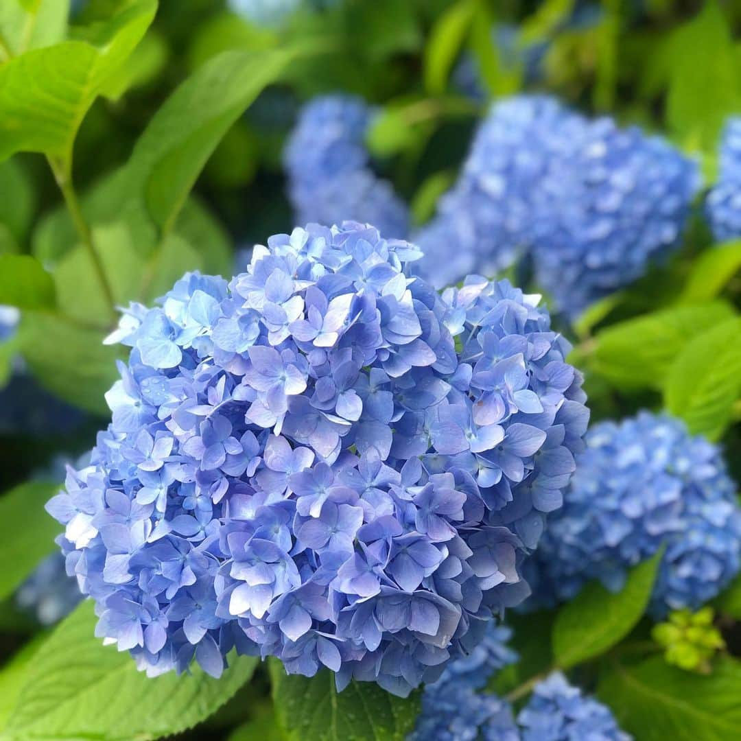 夛田凌輔さんのインスタグラム写真 - (夛田凌輔Instagram)「紫陽花寺で有名な雲昌寺に行ってきました！ 一面、紫陽花でむっちゃ綺麗やった🤗  #雲昌寺 #あじさい #紫陽花 #秋田 #男鹿」6月25日 21時20分 - ryosuke.tada