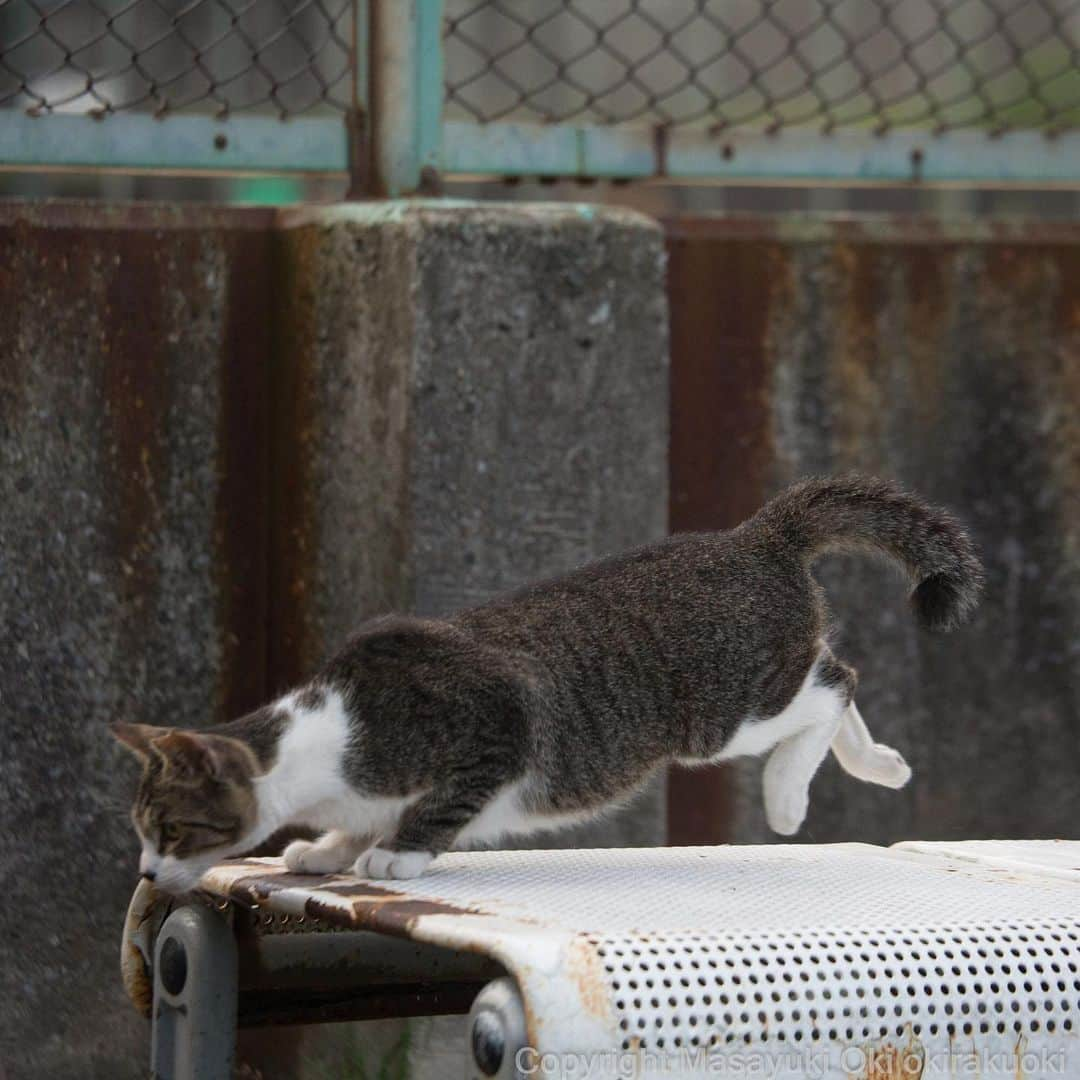 Masayukiさんのインスタグラム写真 - (MasayukiInstagram)「ギリで止まる。  #cat #ねこ」6月25日 21時32分 - okirakuoki