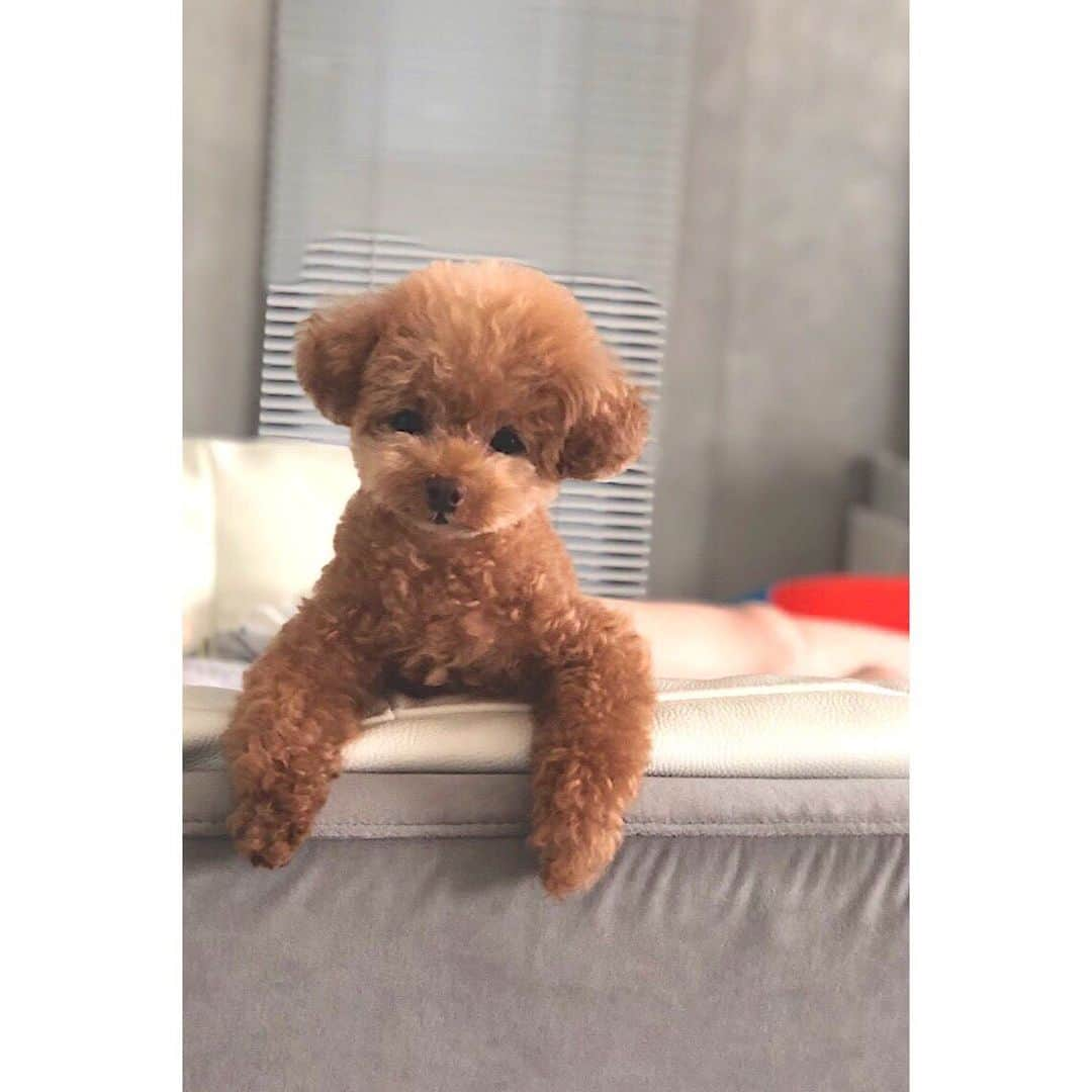 竹本萌瑛子さんのインスタグラム写真 - (竹本萌瑛子Instagram)「今週もガンバレルーヤ！ . . #はんた  #犬 #わんこ #dog #トイプードル #ティーカッププードル #プードル #エブリドッグ #everydog」6月25日 21時40分 - moeko_takemoto