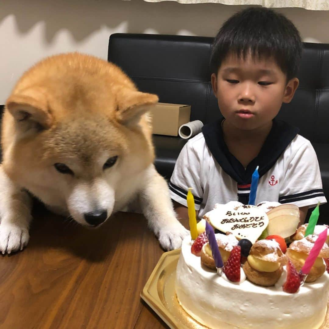 いなりさんのインスタグラム写真 - (いなりInstagram)「今日はライくんの5歳のお誕生日♡ これからもにこにこライくんでいてね!! ☆。.:＊・゜ いなちゃんが一番、楽しそうにしてました。 ☆。.:＊・゜ #いなちゃん落ち着いて #そんなにはしゃいでも #ケーキ食べれませんから #5歳の誕生日 #平成26年生まれ  #6月25日生まれ #柴 #しば #しばいぬ #日本犬 #いぬバカ部 #犬#shiba #shibainu  #shibadog #shibarbucks #shibastagram #japanesedog」6月25日 21時42分 - shibainuinari