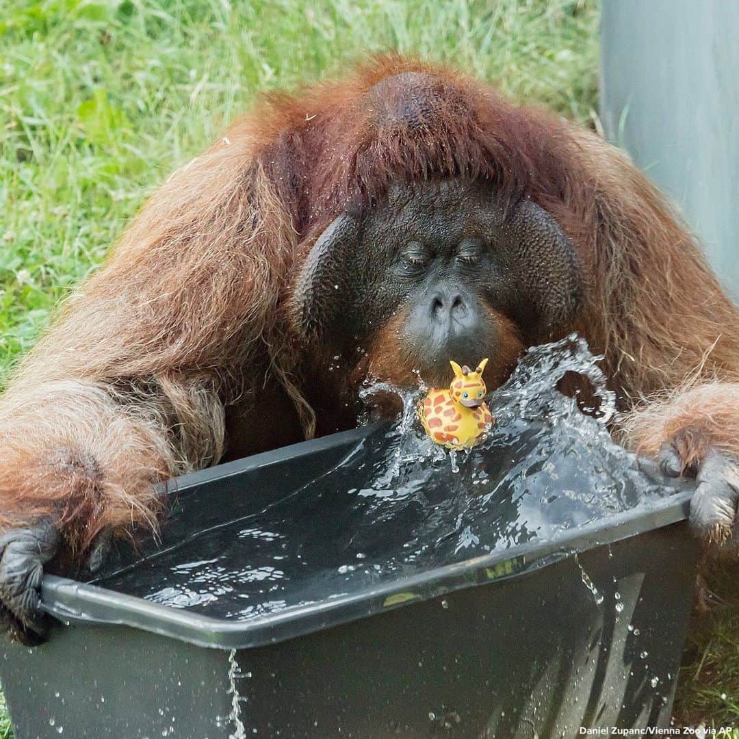 ABC Newsさんのインスタグラム写真 - (ABC NewsInstagram)「Orangutans at Vienna's Schoenbrunn zoo are keeping cool with buckets of water as much of Europe swelters in a summer heat wave. #orangutan #animals #zoo #heatwave」6月25日 21時42分 - abcnews