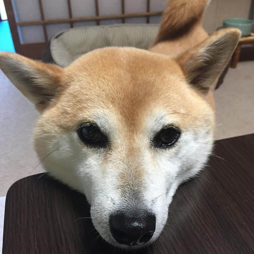 がんちゃんさんのインスタグラム写真 - (がんちゃんInstagram)「てんちゃん、そんなに可愛くおねだりしてもあげられませんよ！  #あごのせ  #アゴ乗せ #顎乗せ」6月25日 21時58分 - kota2ann