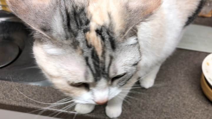 ホタテ＆クラム＆シラスのインスタグラム：「おねだり甘えん坊（笑） #cat #neko #ScottishFold #猫 #ねこ #スコティッシュフォールド #catstagram #instagram #instagramjapan #ig_japan #igersjp」