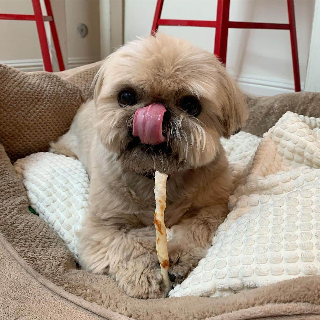 Dougie the Shih Tzuさんのインスタグラム写真 - (Dougie the Shih TzuInstagram)「And now back to our regularly scheduled programming. #tongueouttuesday」6月25日 22時06分 - dailydougie