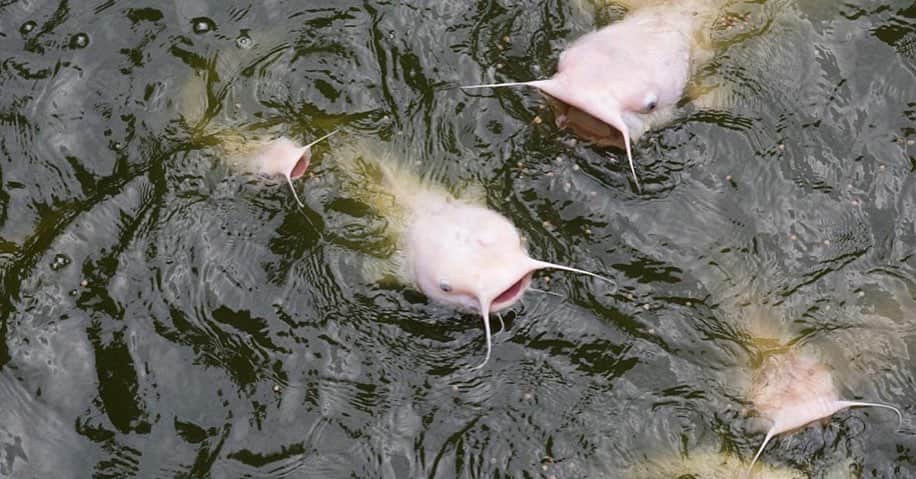 スミソニアン国立動物園さんのインスタグラム写真 - (スミソニアン国立動物園Instagram)「🐟 Dark, muddy waters aren’t a problem for a hungry channel catfish. It has taste receptors all over its body, including the four pairs of barbels (“whiskers”) that surround its mouth. 🎉Celebrate #NationalCatfishDay with a trip to the Kids’ Farm and see the 10:30 a.m. fish feeding! 👋 ANIMAL DEMOS: https://s.si.edu/2h3CN1W.」6月25日 22時10分 - smithsonianzoo