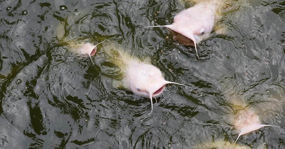 スミソニアン国立動物園のインスタグラム