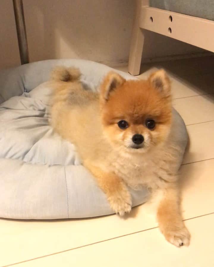 RIO POMEのインスタグラム：「連投失礼します✨  先日のにわか雨でお散歩断念だったリオ🐶  ガン見ハンパない😳  お耳でお返事しとりますです🤗  ちょっと愚痴らせてくらさい❗️ 今にいちゃんとケンカ中…  この前… ごはんいるかいらないかも連絡なしで遊びに行かれ、連絡したら…  いらんー😑 💢💢💢 先ゆえー❗️ 1人おらんかったらメニュー変わるねん❗️ 仕事帰ってきてからのごはんづくりも大変なんやぞ❗️ それを… 食べんかったら次の日に回せばええやろってか❗️ 私はあんたの奴隷じゃないし❗️ この宇宙人め❗️ 宇宙に帰れ❗️ カレー弁当復活してやろうか❗️ ばーか❗️ 失礼しました🤗  #ポメラニアン #pomeranian  #犬 #dog #dogstagram#doglover #愛犬 #わんこ #ポメラニアン大好き #ポメラニアンが世界一可愛い #pom #ぽめらにあん #ポメ#pomeraniansofinstagram  #pomeranianlove #ふわもこ部 #いぬバカ部 #癒しわんこ#instapic#pomstagram #puppy #dogsofinstagram #cute#cutedog」