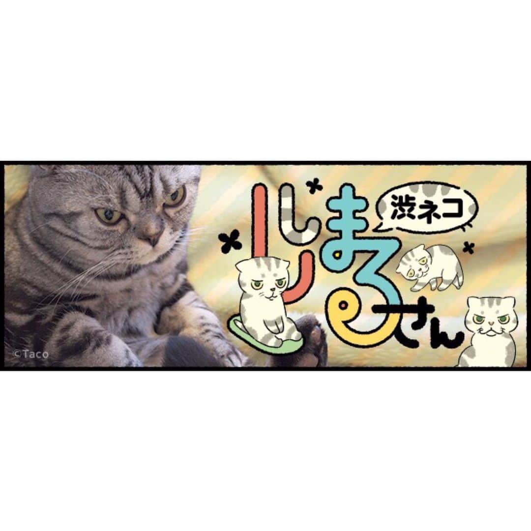 Shishi-maruのインスタグラム：「🐱今週6月29日(土曜)から、『 ねこのきもちWEB MAGAZINE 』にてエッセイの連載が始まります。今日は出来たてのバナーを頂きました。タイトルは「渋ネコ ししまるさん」。愛猫ししまるとのエピソードをゆるりと書いていきます。よろしくお願いします。 ※I will start to write a serial essay about Shishi-maru on the Japanese famous web magazine. ーーーーーーーーーーー 📕「ぷっちねこ。」「3匹のちいさな猫を召喚できたなら」「ちいさな猫を召喚できたなら」徳間書店より単行本発売中 ーーーーーーーーーーー ⭐︎ねこ漫画を描いています→@tacos_cat 🐱公式→@chiisanacat 🌺Twitter →@taco_emonemon ーーーーーーーーーーー」