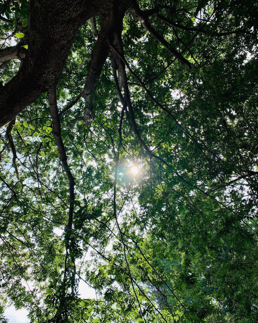 大沢樹生さんのインスタグラム写真 - (大沢樹生Instagram)「こんばんは💫 昼間に久しぶり！公園でボケ〜っと森林浴✨✨✨ #大沢樹生#公園#森林浴」6月25日 22時27分 - osawa_mikio