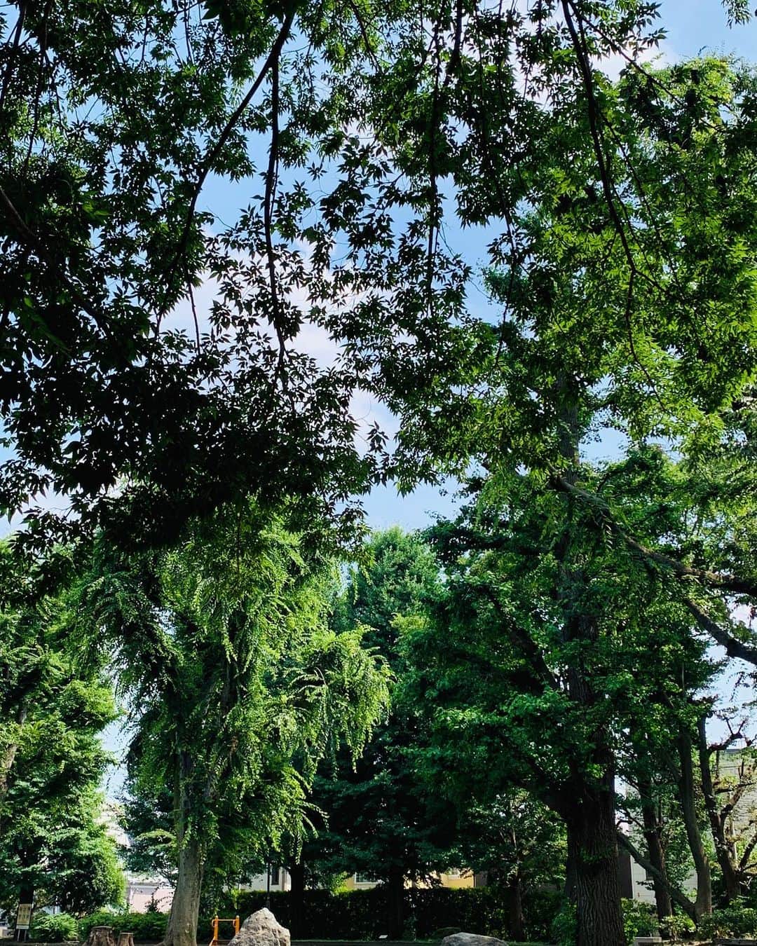 大沢樹生さんのインスタグラム写真 - (大沢樹生Instagram)「こんばんは💫 昼間に久しぶり！公園でボケ〜っと森林浴✨✨✨ #大沢樹生#公園#森林浴」6月25日 22時27分 - osawa_mikio