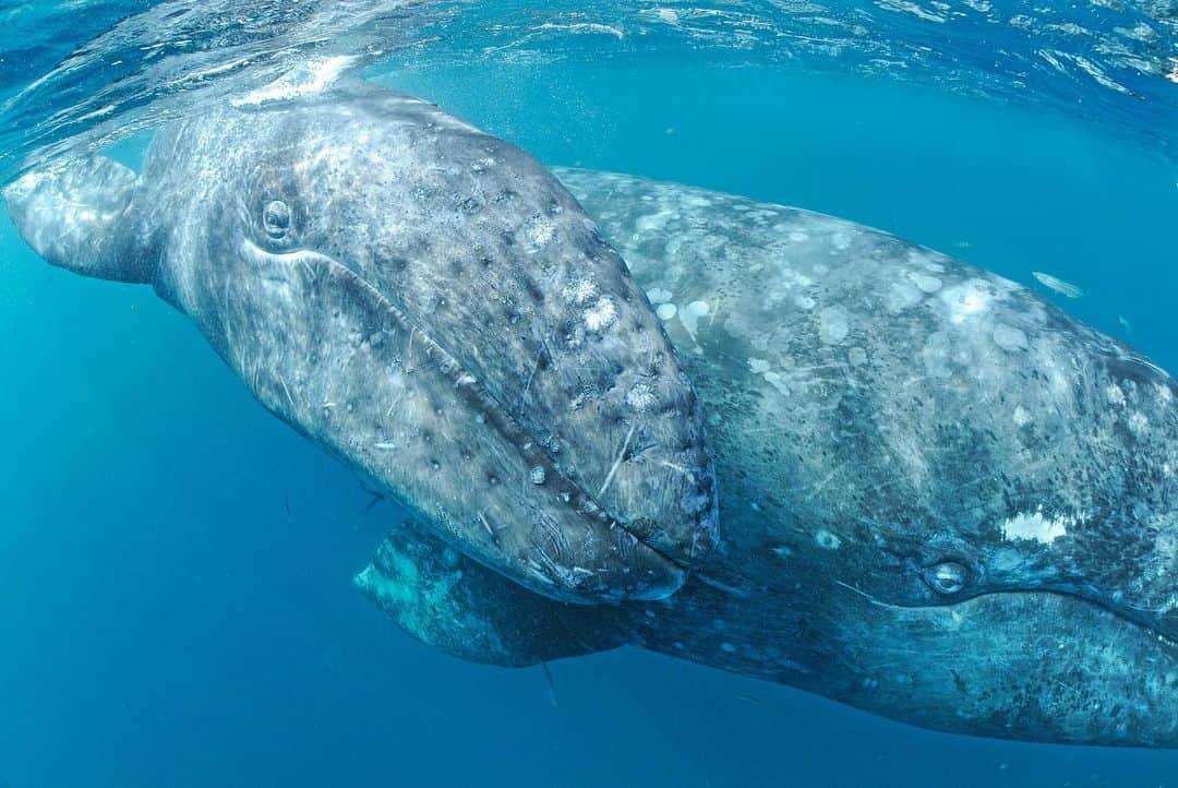 Thomas Peschakのインスタグラム：「In Mexico's San Ignacio lagoon a gray whale mother pushes her curious calf to the surface so it can get a closer look at me and my shiny silver underwater camera. Since the 1970s many of the whales that migrate here to give birth regularly display an unusual curiosity towards people. Shot on assignment for @natgeo magazine for a story on Baja California Marine Reserves. @maresmexicanos #graywhale #sanignaciolagoon #mexico #baja #bajacalifornia #vizcainobiosphere」