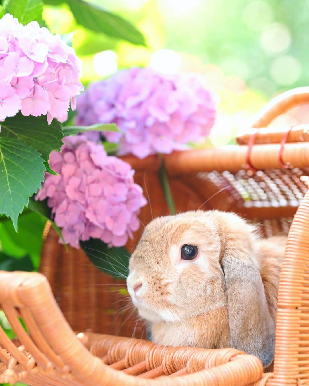 usagraphさんのインスタグラム写真 - (usagraphInstagram)「実は人知れず頭の頂点を集中的に換毛していたミーチャ。 しれっとおすまし顔だけど真上からみたらだいぶ面白いことになっているのは秘密🤣 ＊ ＊ ＊ #うさぎ #rabbit #bunny #ふわもこ部  #WeeklyFluff #igersjp  #tokyocameraclub #東京カメラ部  #神戸カメラ部  #bunnystagram  #myfujilove  #今日もx日和 #xt3 #xf90mmf2  #うさぎ部 #ホーランドロップ #hollandlop  #ファインダー越しの私の世界 #art_of_japan #aoj_bokeh」6月25日 22時44分 - usagraph