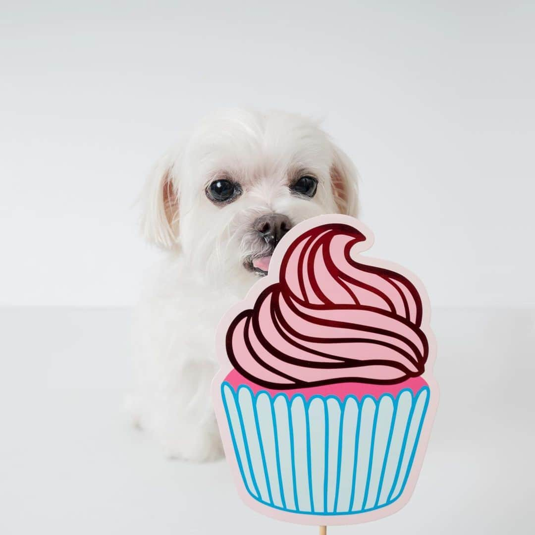 hi.arodさんのインスタグラム写真 - (hi.arodInstagram)「Oh yes! Cupcakes sound good today! 😋 ・・・・ #tot#tongueout#tongueouttuesday#dogtongue#tongueouteveryday#cupcake#yummy#yumyum#yumyumyum#lick#pupcups#pupcup#rufflife#cupcaketime#cupcakelover#cupcakeloversday#dessert#maltese#maltese_love_#malteselife #maltesedog#malteseofficial#malteselove」6月25日 22時46分 - hi.arod