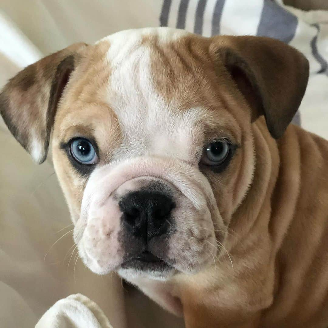 リース・ウィザースプーンさんのインスタグラム写真 - (リース・ウィザースプーンInstagram)「Welcome to the family, Lou! #lovemybulldog 🥰」6月25日 22時55分 - reesewitherspoon