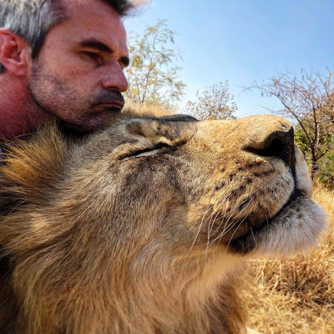 Kevin Richardson LionWhisperer さんのインスタグラム写真 - (Kevin Richardson LionWhisperer Instagram)「I wonder what you’re thinking Bobcat? #bobcat #meetthecharacters #lionwhisperertv #youtubevideos #learn #bigcatsofinstagram #brothers #interspeciesfriendship」6月25日 23時01分 - lionwhisperersa