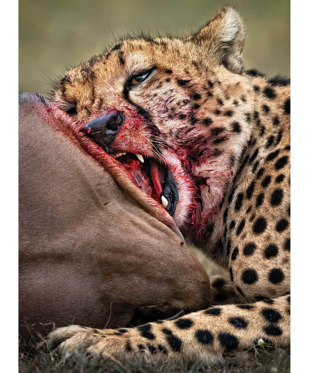 thephotosocietyさんのインスタグラム写真 - (thephotosocietyInstagram)「Photo by @KenGeiger | A chewing cheetah concentrates on eating as much as possible, knowing his meal may be interrupted at any moment. Two cheetah brothers brought down this topi, just before sunset, prime time for prowling lions and hyenas. The two cheetahs would take turn watching for other predators that would not hesitate stealing thier kill. #naboishoconservancy #kenya #cheetah To explore more images of the #Africa follow @KenGeiger」6月25日 23時15分 - thephotosociety