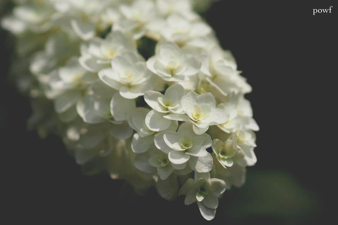anemone_69のインスタグラム：「. #カシワバアジサイ #八重カシワバアジサイ #hydrangea #アジサイ #あじさい #紫陽花 . . .」