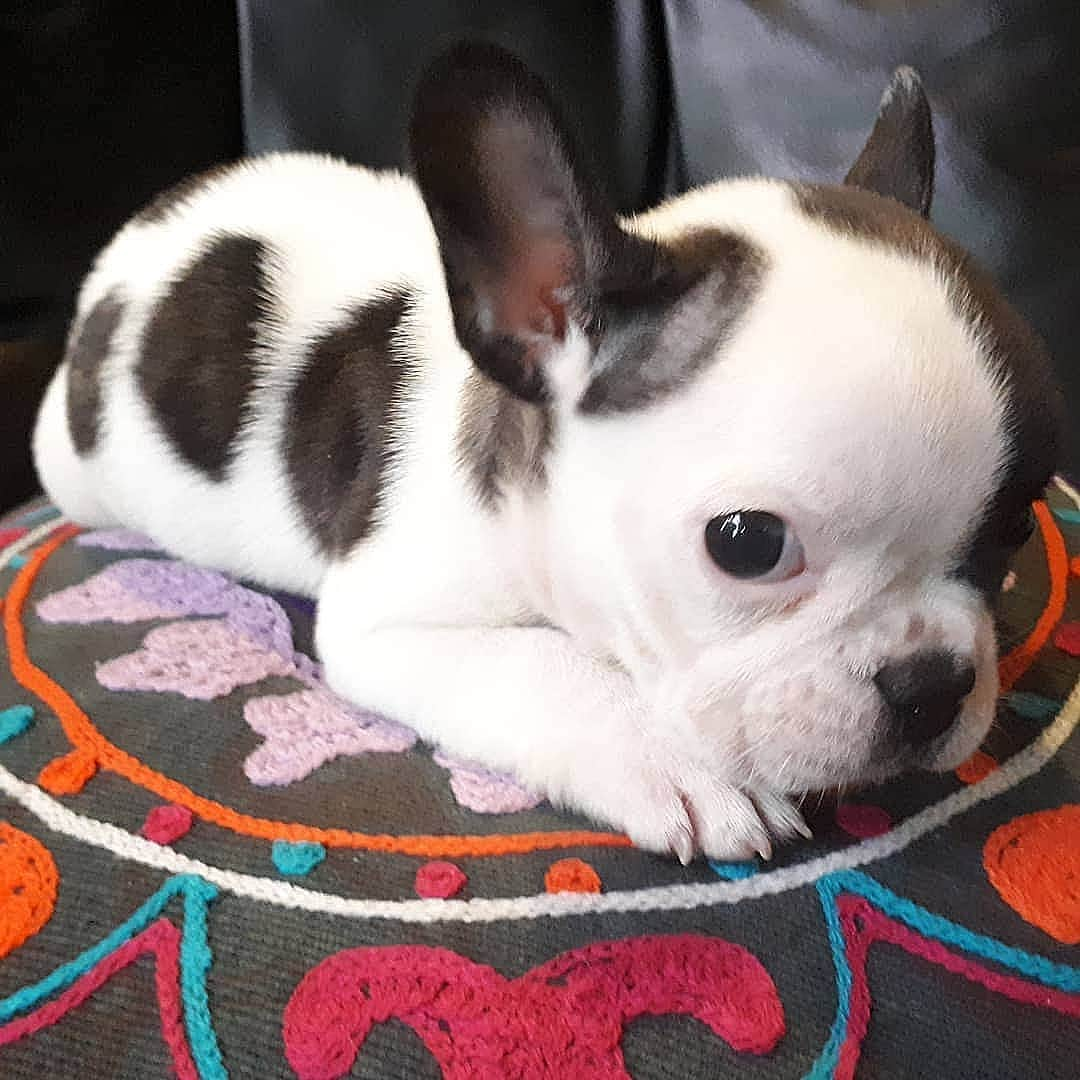 French Bulldogさんのインスタグラム写真 - (French BulldogInstagram)「Cutest Mouse 🐭❤ @frenchys_bully . . . . . #frenchie #frenchieoftheday #französischebulldogge#franskbulldog #frenchbull #fransebulldog #frenchbulldog#frenchiepuppy #dog #dogsofinstagram #petstagram#puppy #puppylove #bully #bulldog #bullyinstafeature#bulldogfrances #フレンチブルドッグ #フレンチブルドッグ #フレブル #ワンコ #frenchyfanatics #frenchiesgram#frenchbulldogsofinstagram #frenchiesoverload#ilovemyfrenchie #batpig #buhi #squishyfacecrewbulldog」6月25日 23時08分 - frenchie.world