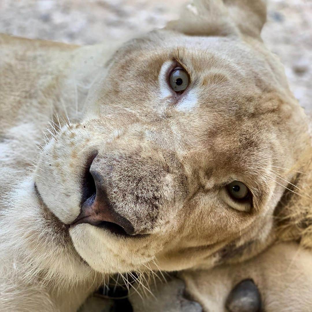 Zoological Wildlife Foundationさんのインスタグラム写真 - (Zoological Wildlife FoundationInstagram)「Wild yet so tender❤️🐾 . . #whitelion #lion #cub #conservation #endangeredspecies #zwfmiami #zwf」6月25日 23時10分 - zwfmiami