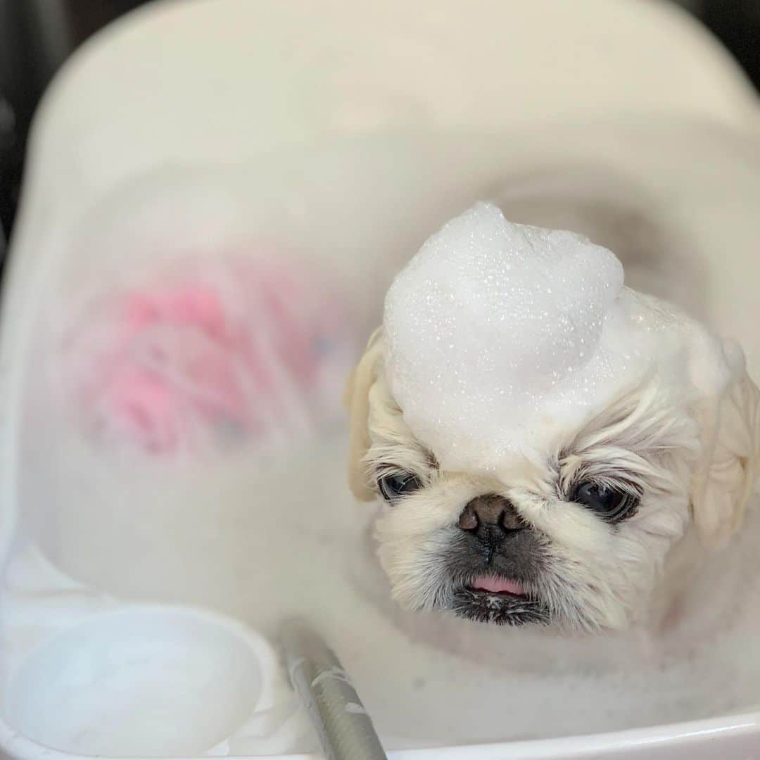 こなつのインスタグラム：「いい湯だわん♨️✨🐶🚿🧴🧼 #instalove」
