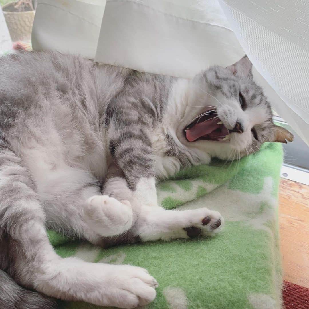 坂本美雨さんのインスタグラム写真 - (坂本美雨Instagram)「猫のあくび展覧会したい #catyawn #cat #サバ美」6月25日 23時31分 - miu_sakamoto