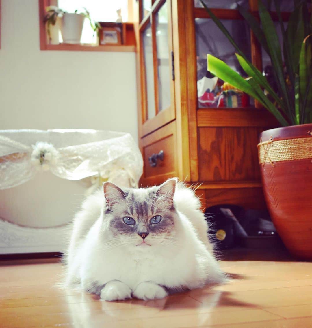 しるこさんのインスタグラム写真 - (しるこInstagram)「2019.6.25 たまにはフィルター加工してみた✨ キャビネットの下にゴチャゴチャしまい込むのはやめよう😂 . #丸いの気になるねぇ #花瓶の底に貼ってあるシールだよ😂 #赤べこ いるよ😁 . #excellent_cats #cat_features #picneko#IGersJP#サンデイ#cats_of_world #catsofinstagram #instagramjapan #nyancon01 #今日のうちの子🐶🐱 #無敵の親バカ同盟 #猫好きの人と繋がりたい #ふわもこ部 #ペコねこ部 #ねこ#cat#猫 #ラグドール#ラグドールしるこ .」6月25日 23時31分 - shirukotan