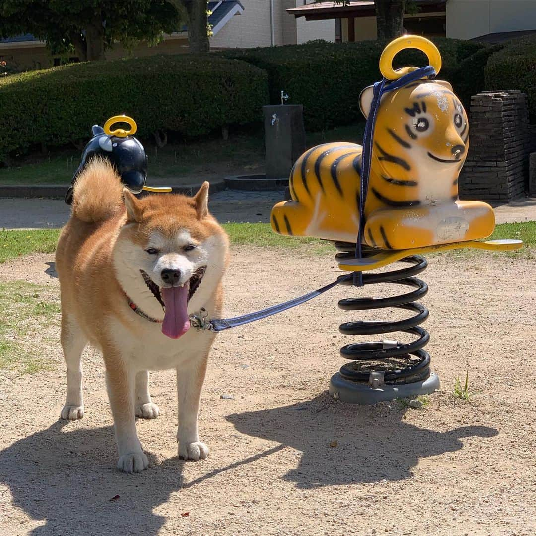 柴犬 たろさんのインスタグラム写真 - (柴犬 たろInstagram)「🐯 動物の乗り物とツーショット🐻🐯、♥︎ 🐬🐻。🐼🐻 ようやく夢が叶ったワンよ❤ こんな近くに動物の乗り物あったとね〜💕🍍🍌 知らんかったバイ🐒 ✩ ✩ #お散歩疲れて爆睡🐖 #もう歳なんで無理は禁物 #象の滑り台もあったよ🐘 #shibainu #japanesedog #柴犬」6月25日 23時43分 - tarochantarochan