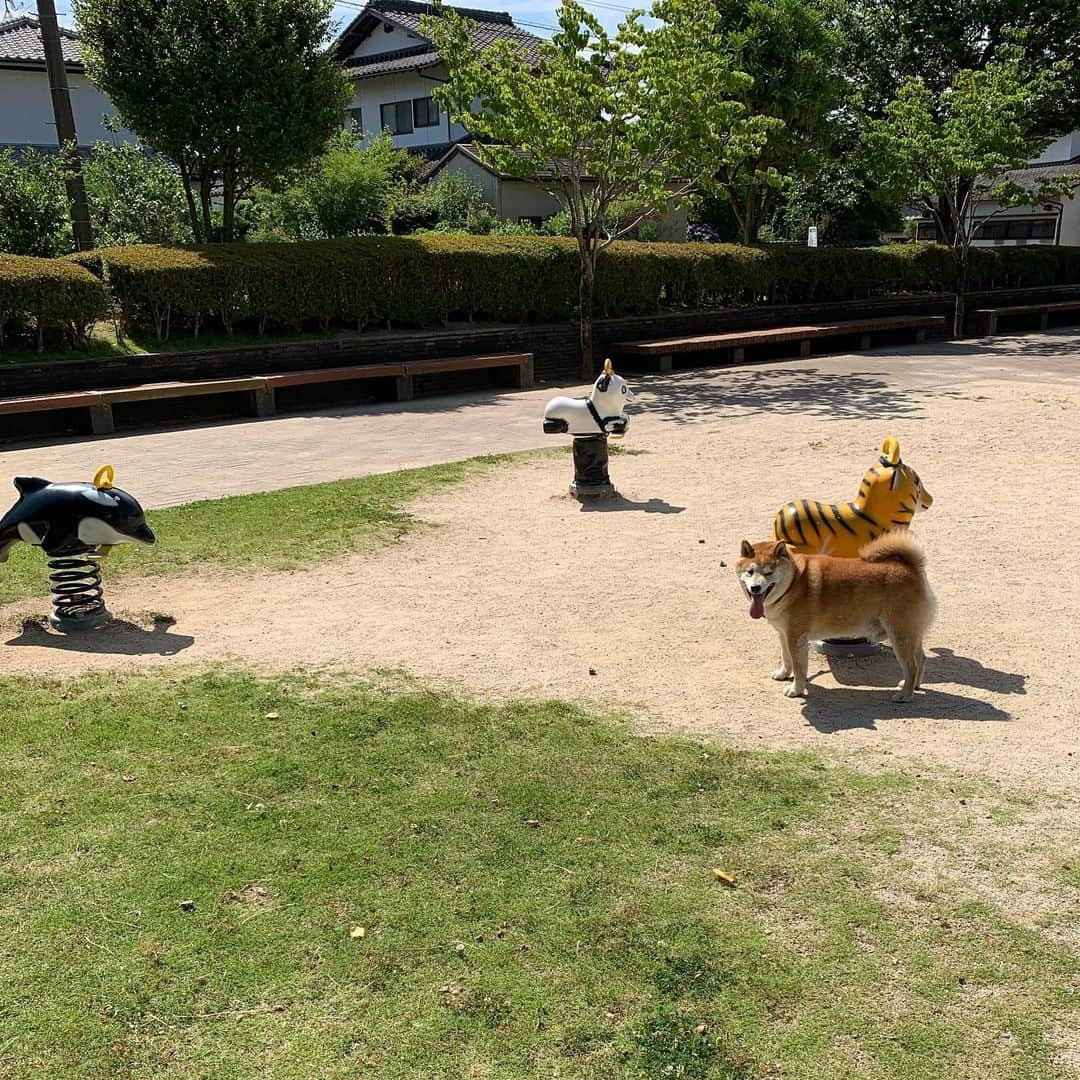 柴犬 たろさんのインスタグラム写真 - (柴犬 たろInstagram)「🐯 動物の乗り物とツーショット🐻🐯、♥︎ 🐬🐻。🐼🐻 ようやく夢が叶ったワンよ❤ こんな近くに動物の乗り物あったとね〜💕🍍🍌 知らんかったバイ🐒 ✩ ✩ #お散歩疲れて爆睡🐖 #もう歳なんで無理は禁物 #象の滑り台もあったよ🐘 #shibainu #japanesedog #柴犬」6月25日 23時43分 - tarochantarochan