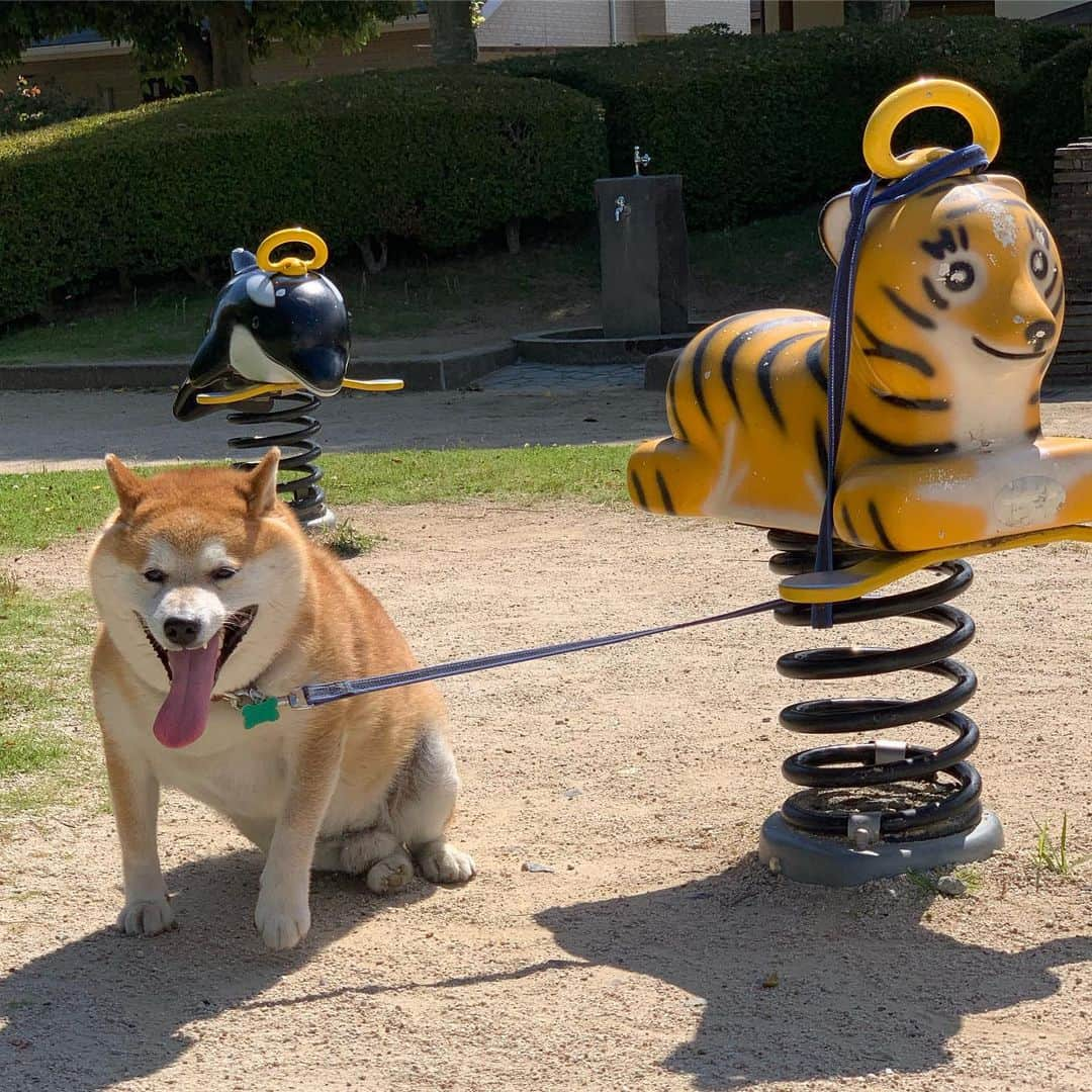 柴犬 たろさんのインスタグラム写真 - (柴犬 たろInstagram)「🐯 動物の乗り物とツーショット🐻🐯、♥︎ 🐬🐻。🐼🐻 ようやく夢が叶ったワンよ❤ こんな近くに動物の乗り物あったとね〜💕🍍🍌 知らんかったバイ🐒 ✩ ✩ #お散歩疲れて爆睡🐖 #もう歳なんで無理は禁物 #象の滑り台もあったよ🐘 #shibainu #japanesedog #柴犬」6月25日 23時43分 - tarochantarochan