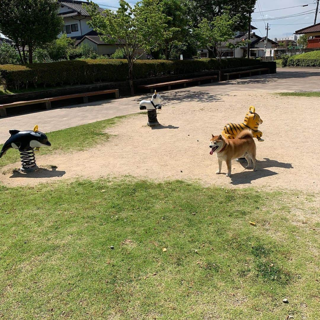 柴犬 たろさんのインスタグラム写真 - (柴犬 たろInstagram)「🐯 動物の乗り物とツーショット🐻🐯、♥︎ 🐬🐻。🐼🐻 ようやく夢が叶ったワンよ❤ こんな近くに動物の乗り物あったとね〜💕🍍🍌 知らんかったバイ🐒 ✩ ✩ #お散歩疲れて爆睡🐖 #もう歳なんで無理は禁物 #象の滑り台もあったよ🐘 #shibainu #japanesedog #柴犬」6月25日 23時43分 - tarochantarochan