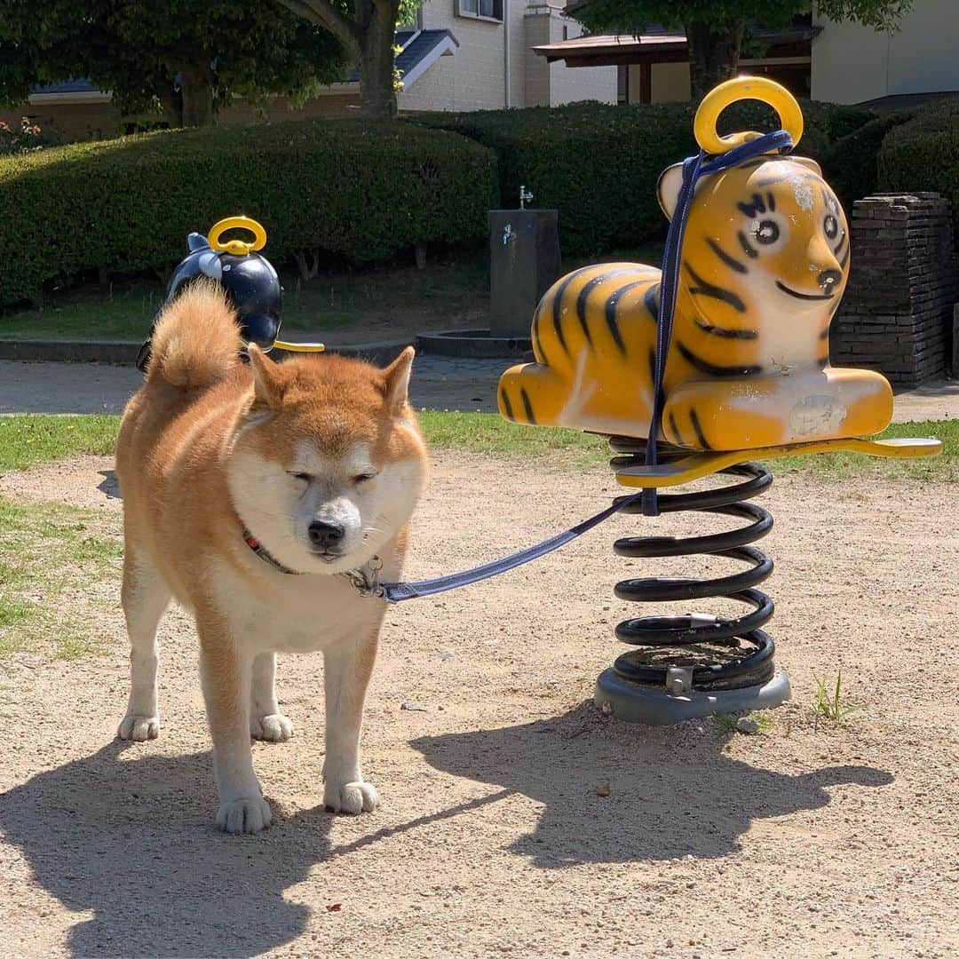 柴犬 たろのインスタグラム