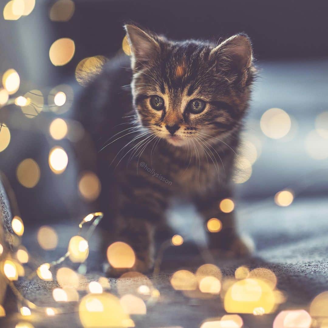 Holly Sissonのインスタグラム：「Let there be light! 💡🐱❤️ #toronto #kitten #tabbykitty #mainecoon #bokeh (See more of Emma on @pitterpatterfurryfeet) ~ Canon 1D X MkII + 85 f1.4L IS @ f1.4  See my bio for full camera equipment information plus info on how I process my images. 😊 ~ @bestmeow #bestmeow」