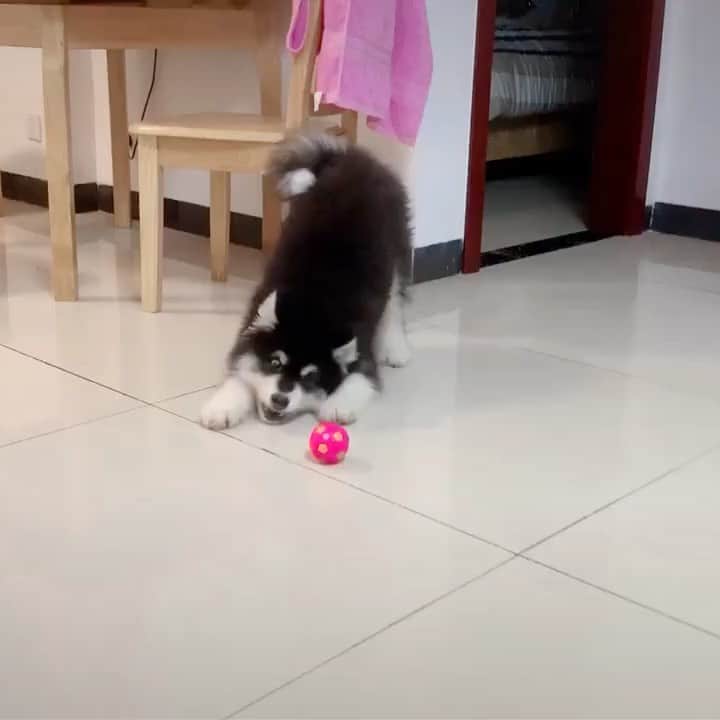husky and malamuteのインスタグラム：「Play with my ball.😂🥰🥰」