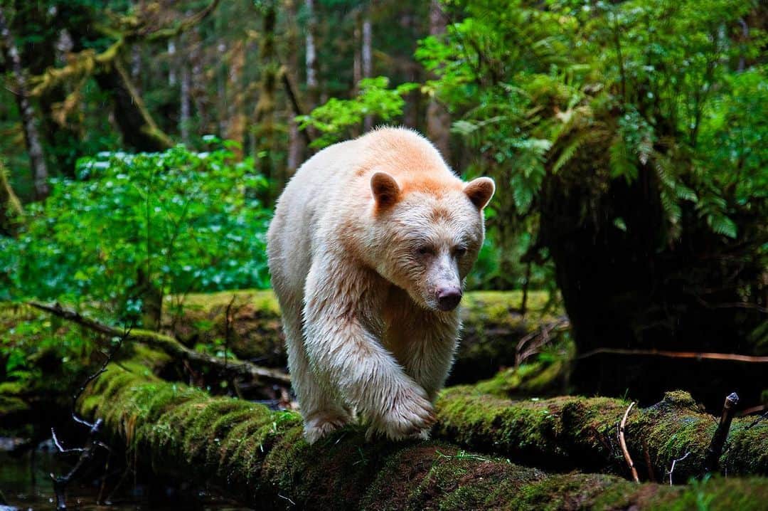 National Geographic Creativeさんのインスタグラム写真 - (National Geographic CreativeInstagram)「Photo by @paulnicklen | A young male Kermode bear walks on a log while fishing for salmon in the Great Bear Rainforest, British Columbia. #SpiritBear #Wildlife #BritishColumbia」6月26日 0時08分 - natgeointhefield