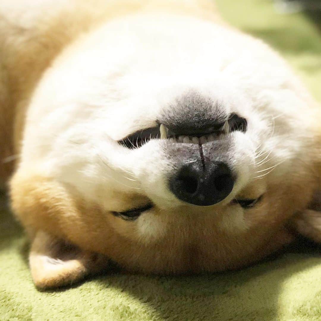 まる（まるたろう）さんのインスタグラム写真 - (まる（まるたろう）Instagram)「Good night!!✨🐶😊💤✨寝る前に笑うと良い夢見れるって聞いたよ #怖い夢見たくないもんね #まるクラスになると #寝ながら笑っちゃうから #じゃあやってみな」6月26日 0時11分 - marutaro