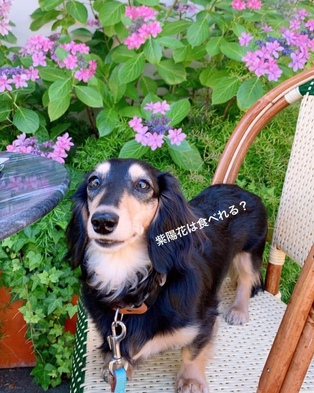 小日向えりのインスタグラム：「愛犬きな粉が散歩の途中、暑すぎてお散歩ストライキ😣 わんちゃんおっけーなお店で急遽ランチタイム。 幸せなひと時💓  #ミニチュアダックスきな粉 #ミニチュアダックスフンド  #ミニチュアダックス部 #カフェミケランジェロ #犬カフェ #紫陽花」