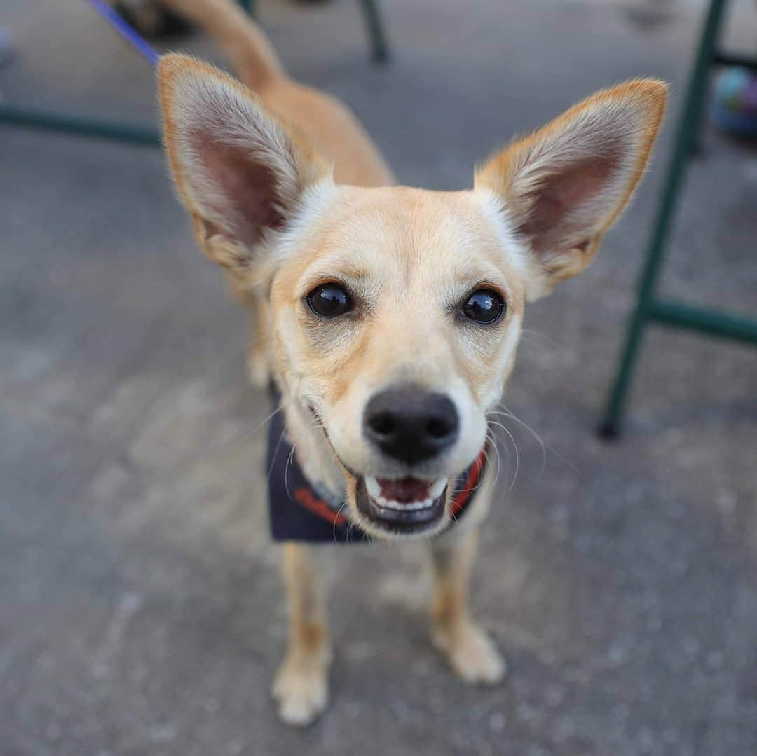 デトロイト・タイガースさんのインスタグラム写真 - (デトロイト・タイガースInstagram)「Thanks to the dogs who brought their humans to the park tonight.  #DETDoggos」6月26日 9時54分 - tigers