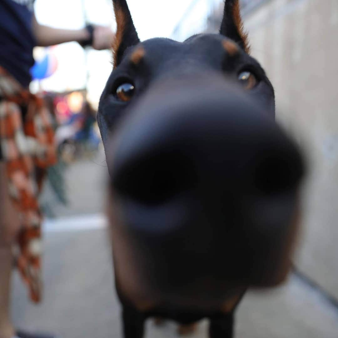 デトロイト・タイガースさんのインスタグラム写真 - (デトロイト・タイガースInstagram)「Thanks to the dogs who brought their humans to the park tonight.  #DETDoggos」6月26日 9時54分 - tigers