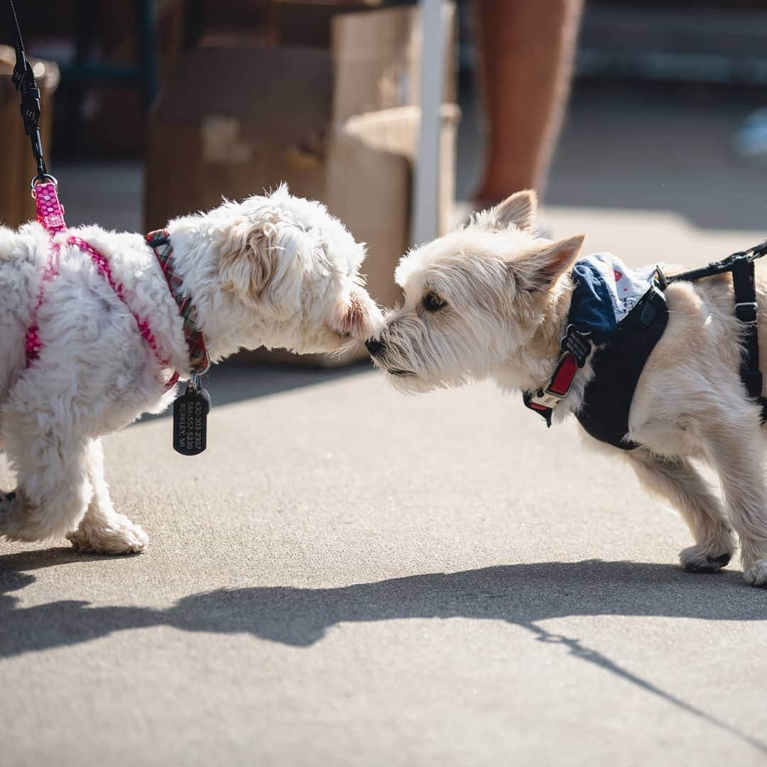 デトロイト・タイガースさんのインスタグラム写真 - (デトロイト・タイガースInstagram)「Thanks to the dogs who brought their humans to the park tonight.  #DETDoggos」6月26日 9時54分 - tigers