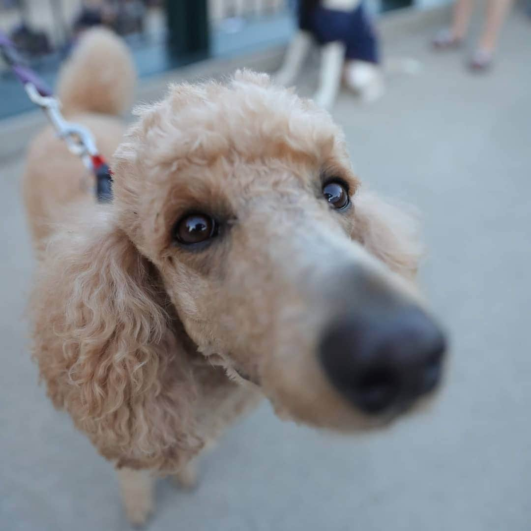 デトロイト・タイガースさんのインスタグラム写真 - (デトロイト・タイガースInstagram)「Thanks to the dogs who brought their humans to the park tonight.  #DETDoggos」6月26日 9時54分 - tigers