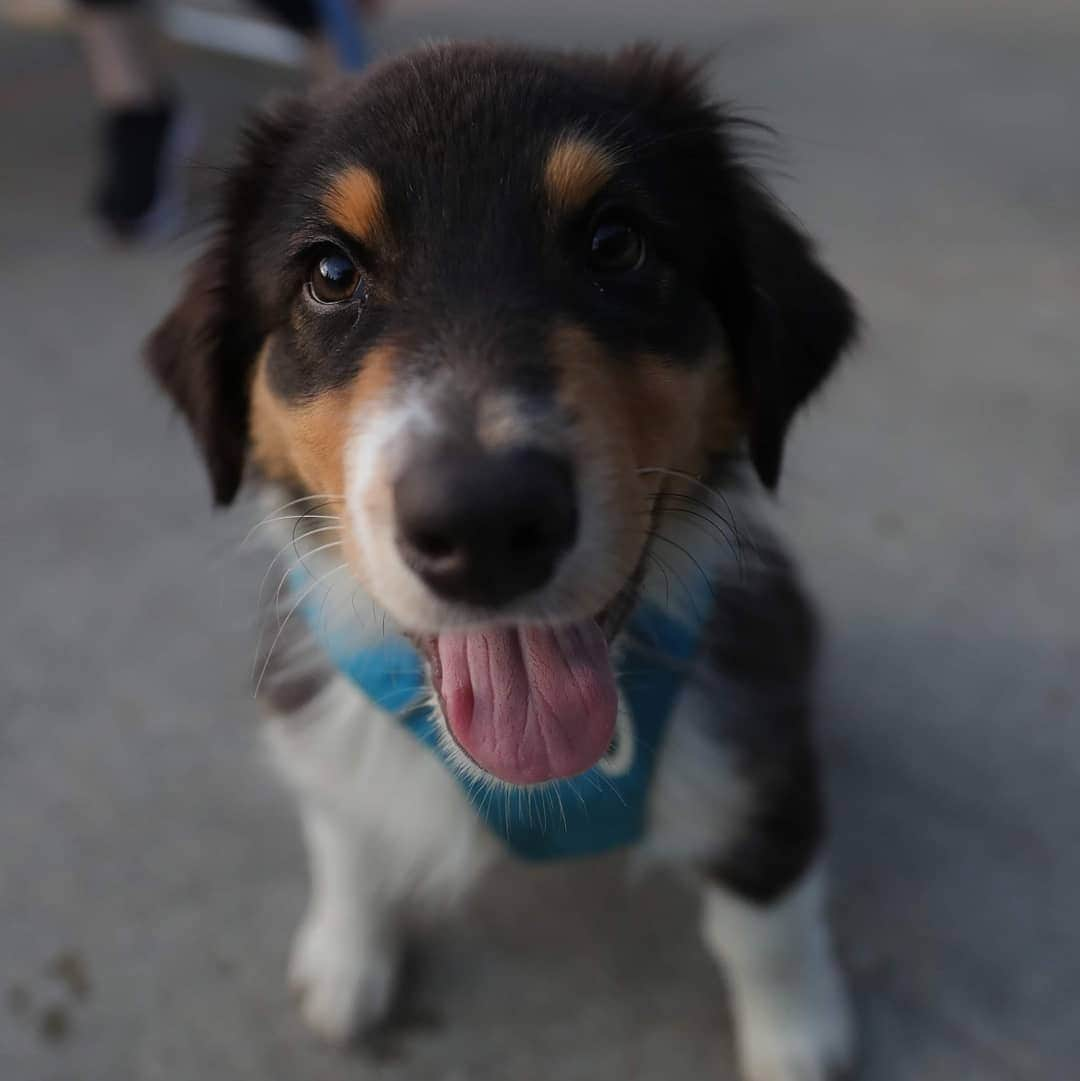 デトロイト・タイガースさんのインスタグラム写真 - (デトロイト・タイガースInstagram)「Thanks to the dogs who brought their humans to the park tonight.  #DETDoggos」6月26日 9時54分 - tigers