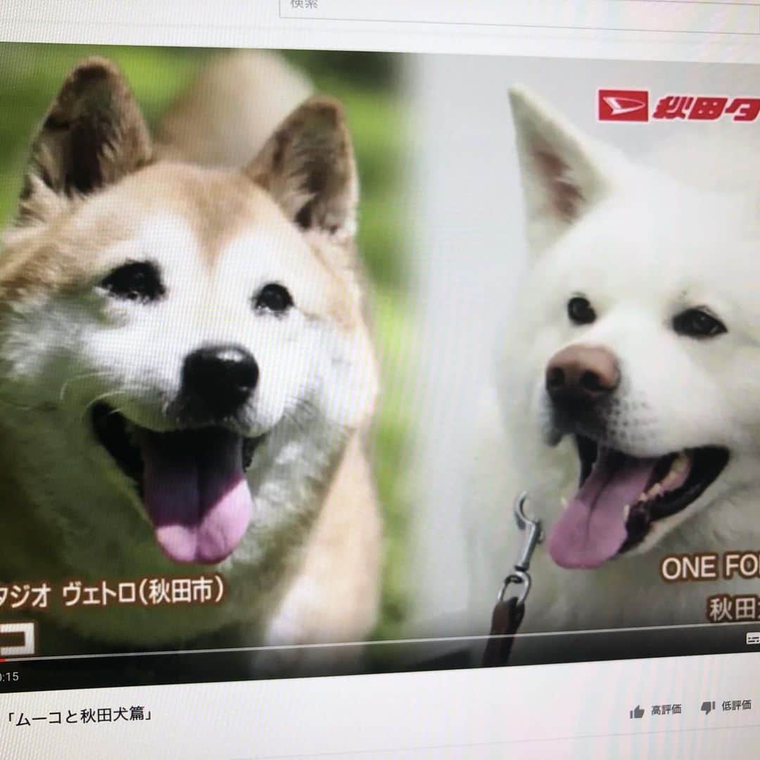 みずしな孝之のインスタグラム：「リアルムーコの登場する秋田ダイハツさんのCMが 今日から秋田県内で始まりました。 声はアニメと同じ吉田仁美さんです！ 最後にちょっとまんがのムーコも出てます。 今年いっぱいはオンエアされるようですので 僕もぜひ生で見たいと思います！  秋田犬の保存・保護を目的とした 「ONE FOR AKITAプロジェクト」を ムーコは応援しています！  #秋田犬のいる未来」