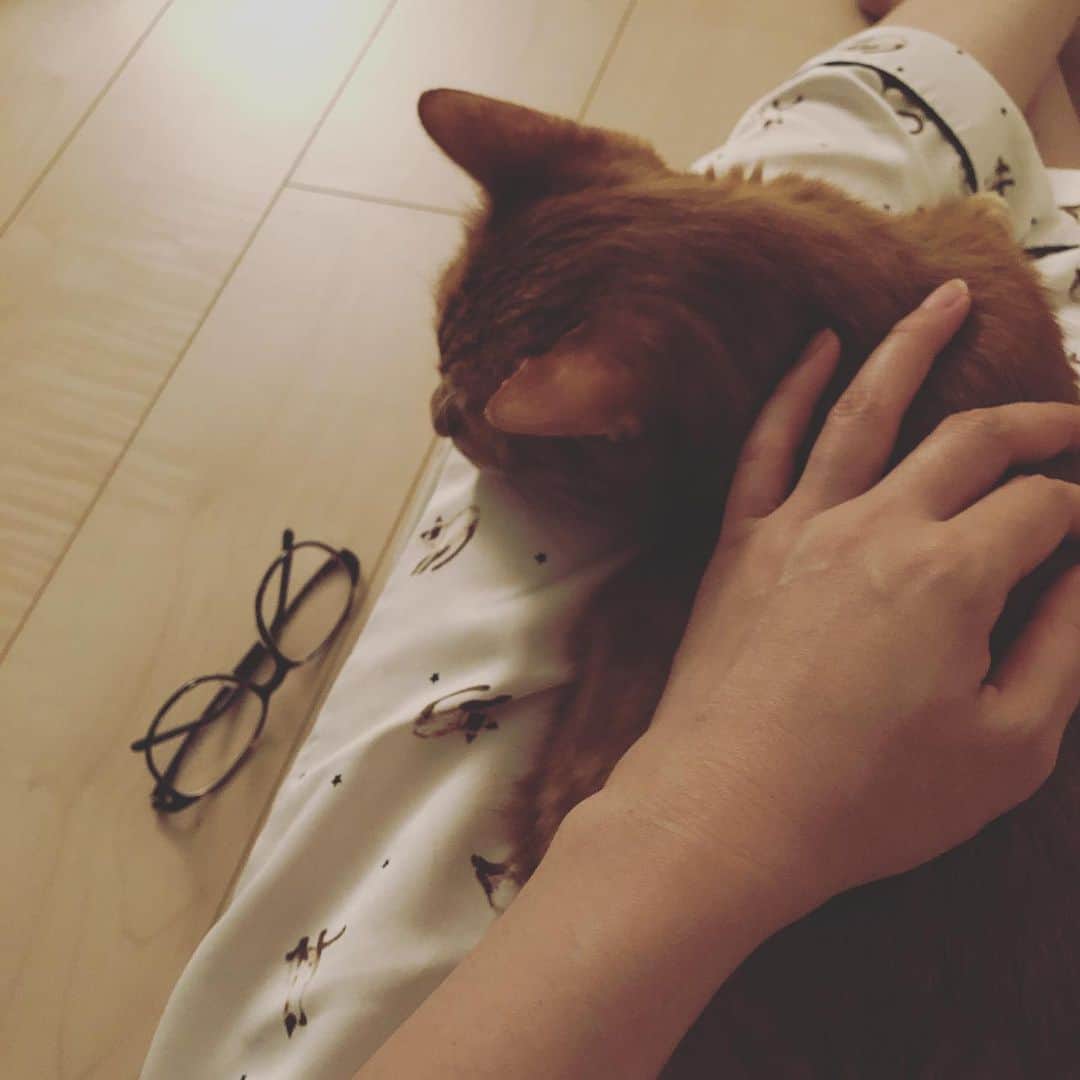 のインスタグラム：「ママの順番待ちをしていたボンちゃん🐈 みんなが寝静まってからそっとお膝の上にやってきます そうだよねボンちゃんもまだ赤ちゃんなのだもんね ごろごろころころすぴすぴふにゃん 朝まではきみが1番ちいさいさんだよ ゆっくりおやすみ🌛」