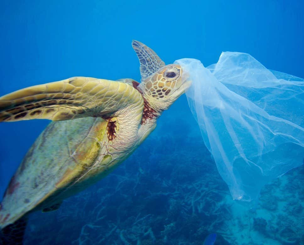 ニコール・シャージンガーさんのインスタグラム写真 - (ニコール・シャージンガーInstagram)「In America alone we throw away 100 BILLION plastic bags each year! It only takes 1 to kill an endangered sea turtle that has confused it for a jellyfish to eat. There are tons of ways to get involved and support cleaning up our oceans - local charities where you live, like @sustainablecoastlineshawaii in my native Hawaii through to global campaigns with @wwf, @skyoceanrescue & @leonardodicapriofdn! You don’t need plastic bags, straws and water bottles. Save our stunning oceans! “The world is changed by your example, not your opinion.” 🌎💧💙」6月26日 3時12分 - nicolescherzinger